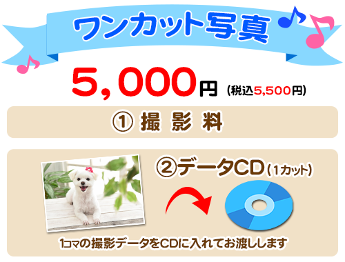 ワンカット写真
